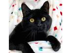 Adopt Pluto a All Black Domestic Shorthair (short coat) cat in St.