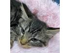 Adopt Princess Jasmine a Tiger Striped Domestic Mediumhair (medium coat) cat in