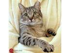 Adopt Tucker a Brown Tabby Domestic Shorthair (short coat) cat in St.
