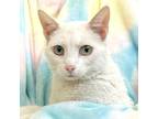 Adopt Princess Peach a White Domestic Shorthair (short coat) cat in St.