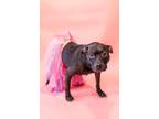 Adopt Florence a Black Terrier (Unknown Type, Medium) / Boxer / Mixed dog in