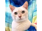 Adopt Pillsbury a Cream or Ivory Domestic Shorthair (short coat) cat in St.