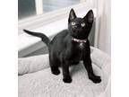 Adopt Ladybug a Black (Mostly) Domestic Shorthair (short coat) cat in Virginia