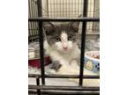 Adopt Gulliver a White Domestic Shorthair / Domestic Shorthair / Mixed cat in
