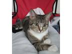 Adopt Andi a Domestic Shorthair / Mixed (short coat) cat in Hoover
