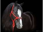 Rolex - 13H, 6 year old fancy black pony gelding