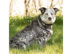 Adopt June a Merle Australian Cattle Dog / Mixed dog in Black River Falls