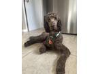 Adopt Koda a Brown/Chocolate Standard Poodle / Mixed dog in Brockville