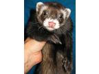 Adopt Beam a Ferret small animal in Lyons, IL (38872745)