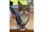 Adopt Draco a Domestic Shorthair / Mixed (short coat) cat in Glenfield