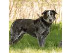 Adopt Johnny a Merle Australian Cattle Dog / Mixed dog in Black River Falls