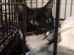 Adopt Salem a Domestic Shorthair / Mixed (short coat) cat in Pittsboro