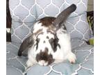 Adopt Bubbles a White Lop-Eared / Mixed rabbit in Hillside, NJ (38872499)