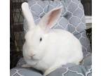 Adopt Thor a White Other/Unknown / Mixed rabbit in Hillside, NJ (38872489)