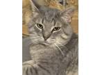 Adopt Skipper a Gray, Blue or Silver Tabby Domestic Shorthair (short coat) cat