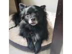 Adopt Zipper a Black Pomeranian / Mixed dog in Normal, IL (38872404)