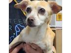 Adopt Scarlet a Tan/Yellow/Fawn Mixed Breed (Small) / Mixed dog in Lindenwold