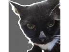 Adopt Fran a All Black Domestic Mediumhair / Mixed cat in Casa Grande