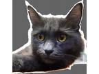 Adopt Lady a Gray or Blue Domestic Mediumhair / Mixed cat in Casa Grande
