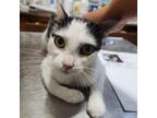 Adopt Flit a All Black Domestic Shorthair / Mixed cat in Casa Grande