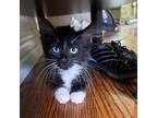 Adopt Kush a All Black Domestic Shorthair / Mixed cat in Chatsworth