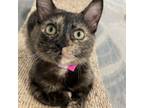 Adopt Arwen a Tortoiseshell Domestic Shorthair / Mixed cat in San Jose