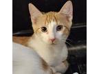 Adopt Admiral Thistle 23-08-017 a Orange or Red Domestic Shorthair / Mixed cat