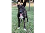 Adopt Macaron a Brindle Mountain Cur / Mixed dog in Allentown, PA (38871654)