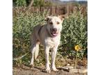Adopt Ghost a Tan/Yellow/Fawn - with White German Shepherd Dog / Husky / Mixed