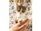 Adopt Quetzal a Calico or Dilute Calico Domestic Shorthair (short coat) cat in
