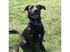 Adopt Jax a Black Labrador Retriever / Mixed dog in League City, TX (38871547)