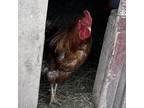 Adopt Ken a Chicken bird in Quakertown, PA (38871474)