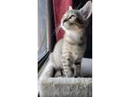 Adopt Maisie a Brown Tabby Domestic Shorthair (short coat) cat in Chicago