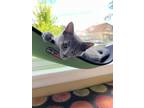 Adopt Pearl a Gray, Blue or Silver Tabby Domestic Shorthair (short coat) cat in