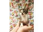Adopt Starling a Calico or Dilute Calico Domestic Shorthair (short coat) cat in