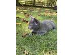 Adopt Squiggy a Gray or Blue Domestic Shorthair (short coat) cat in Phenix City