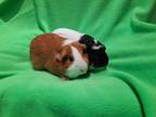 Adopt CiCi and GiGi a Guinea Pig small animal in South Bend, IN (38871425)