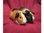 Adopt Moose and Gizmo a Guinea Pig small animal in South Bend, IN (38871424)