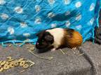 Adopt Juanita a Guinea Pig small animal in Elizabethtown, KY (38871450)