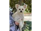 Adopt Sugar a White Poodle (Miniature) / Mixed dog in Temecula, CA (38871404)