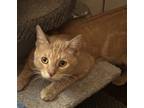Adopt Leo a Orange or Red Tabby Domestic Shorthair (short coat) cat in Sherman