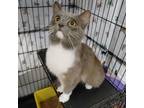 Adopt Ariel a Gray or Blue Domestic Longhair / Mixed cat in Texas City
