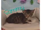 Adopt SAMMY a Gray, Blue or Silver Tabby Domestic Shorthair (short coat) cat in