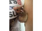 Adopt Lenta a Hamster small animal in Imperial Beach, CA (38870981)