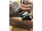Adopt Cruz a Black Labrador Retriever / Bloodhound / Mixed dog in Carlsbad