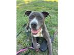 Adopt Sally a Gray/Silver/Salt & Pepper - with White Pit Bull Terrier / Mixed