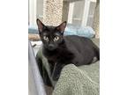 Adopt Flingaroo a Spotted Tabby/Leopard Spotted Domestic Shorthair / Mixed cat