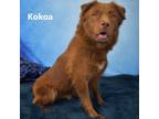 Adopt Kokoa a Brown/Chocolate Shepherd (Unknown Type) / Mixed dog in Yuma