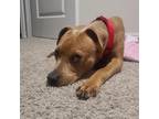 Adopt Macadamia a Brown/Chocolate Labrador Retriever / Mixed dog in San Antonio