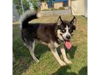 Adopt Loki a Black Husky / Mixed dog in Wadena, MN (38870296)